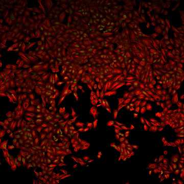 HPA041411: U-2 OS, siRNA 2 (10x)