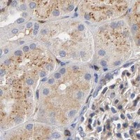 HPA IHC Kidney — NOVA1