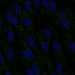 HPA041688: hTERT-RPE1 (serum starved)
