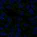 HPA041688: hTERT-RPE1 (serum starved)