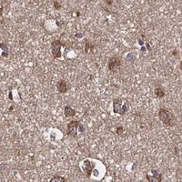 HPA IHC Cerebral cortex — MLST8