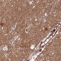 HPA IHC Cerebral cortex — LSM7