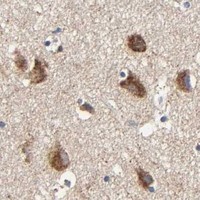HPA IHC Cerebral cortex — COX6B1