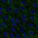 HPA042151: hTERT-RPE1 (serum starved)