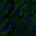 HPA042151: hTERT-RPE1 (serum starved)