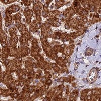 HPA IHC Liver — COX17