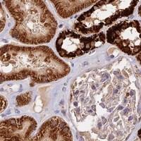 HPA IHC Kidney — COX17
