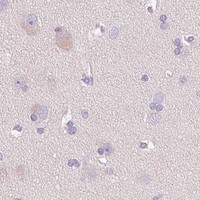 HPA IHC Cerebral cortex — COL7A1