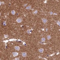 HPA IHC Cerebral cortex — SEPTIN9