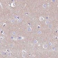 HPA IHC Cerebral cortex — NLRP9