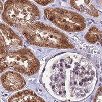 HPA IHC Kidney — CYP2R1