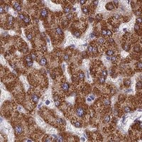 HPA IHC Liver — CYP2R1