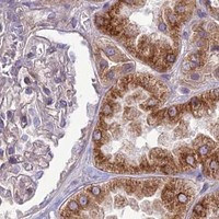 HPA IHC Kidney — JMY