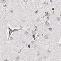 HPA IHC Cerebral cortex — IFITM2