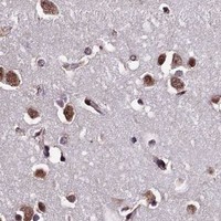 HPA IHC Cerebral cortex — RBM42
