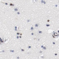 HPA IHC Cerebral cortex — POLD1