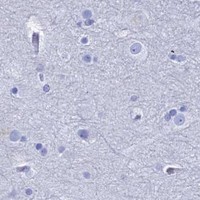 HPA IHC Cerebral cortex — ENPP3