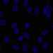 HPA044109: hTERT-RPE1 (serum starved)