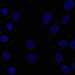 HPA044109: hTERT-RPE1 (serum starved)