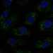 HPA044144: hTERT-RPE1 (serum starved)
