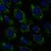 HPA044144: hTERT-RPE1 (serum starved)