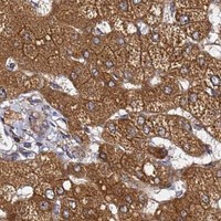 HPA IHC Liver — PRKAB2