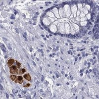 HPA IHC Colon — ELAVL4