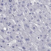 HPA IHC Liver — ELAVL4
