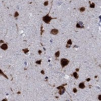 HPA IHC Cerebral cortex — ELAVL4