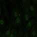 HPA044540: hTERT-RPE1 (serum starved)