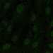 HPA044540: hTERT-RPE1 (serum starved)