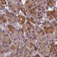 HPA IHC Pancreas — HINT1