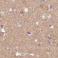 HPA IHC Cerebral cortex — HINT1