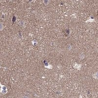 HPA IHC Cerebral cortex — KIF5A