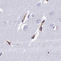 HPA IHC Cerebral cortex — NINJ1