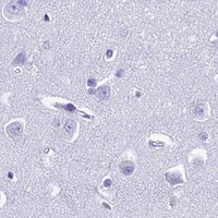 HPA IHC Cerebral cortex — GNG11