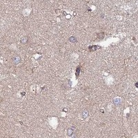 HPA IHC Cerebral cortex — ARL6IP1