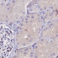 HPA IHC Kidney — NOVA2