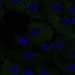HPA045760: hTERT-RPE1 (serum starved)