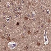 HPA IHC Cerebral cortex — PDE4D
