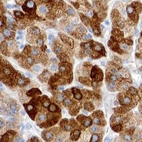 HPA IHC Adrenal gland — INHA