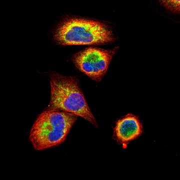 HPA004722: A-431
