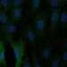 HPA047814: hTERT-RPE1 (serum starved)