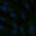HPA047814: hTERT-RPE1 (serum starved)