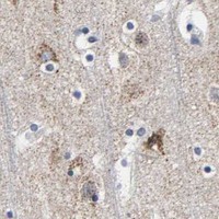 HPA IHC Cerebral cortex — GRHL2