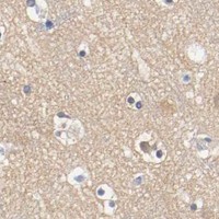 HPA IHC Cerebral cortex — HGS