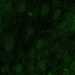 HPA048743: hTERT-RPE1 (serum starved)