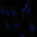 HPA048926: hTERT-RPE1 (serum starved)
