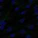 HPA048926: hTERT-RPE1 (serum starved)
