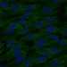 HPA048995: hTERT-RPE1 (serum starved)